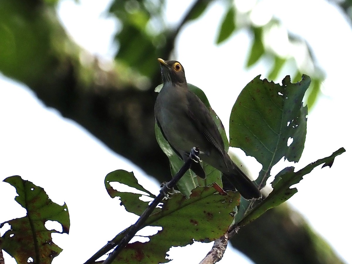 Spectacled Thrush - ML647682293