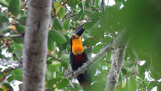 Channel-billed Toucan - ML647682303