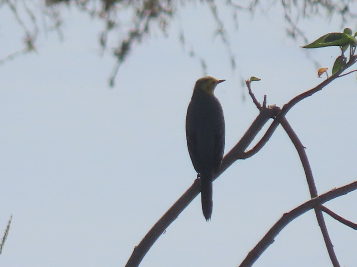黃頭鶺鴒 - ML647682308