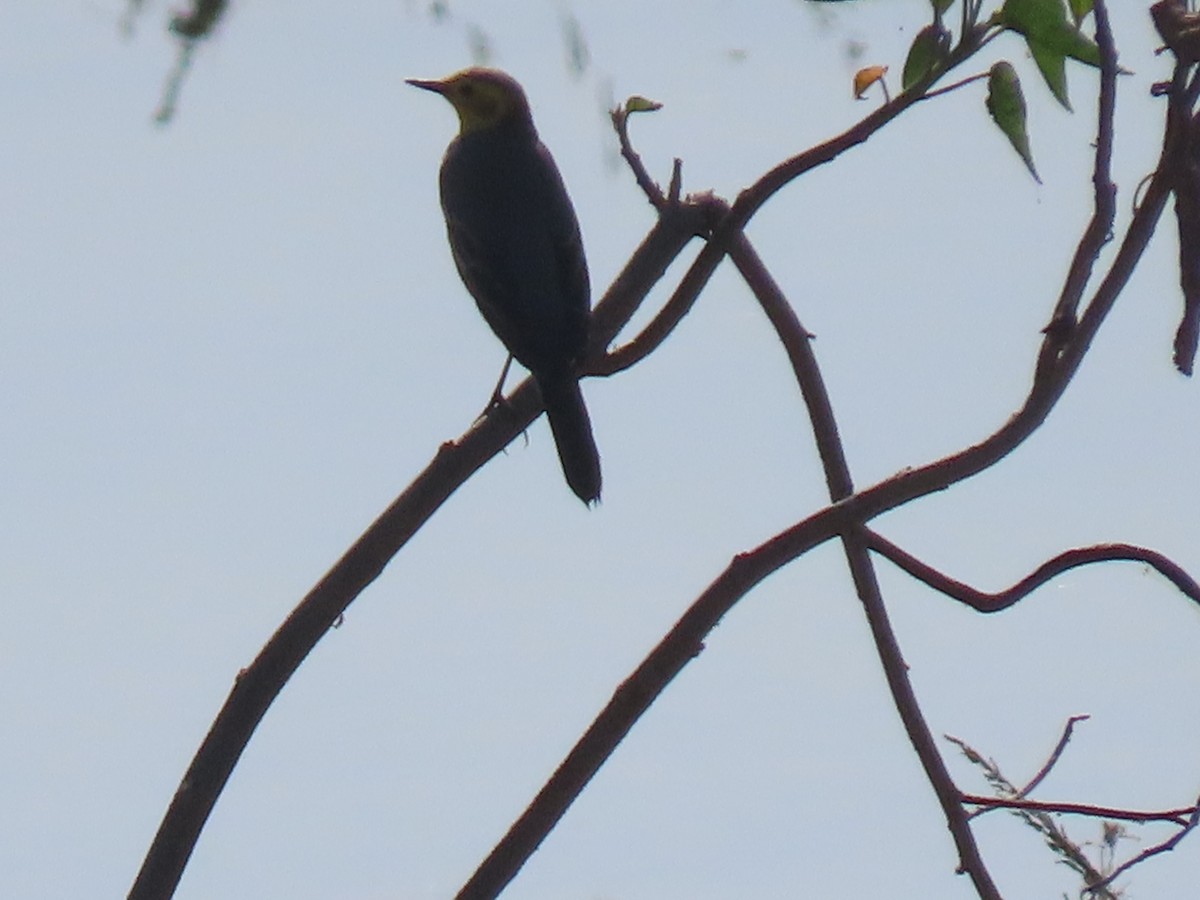 黃頭鶺鴒 - ML647682309