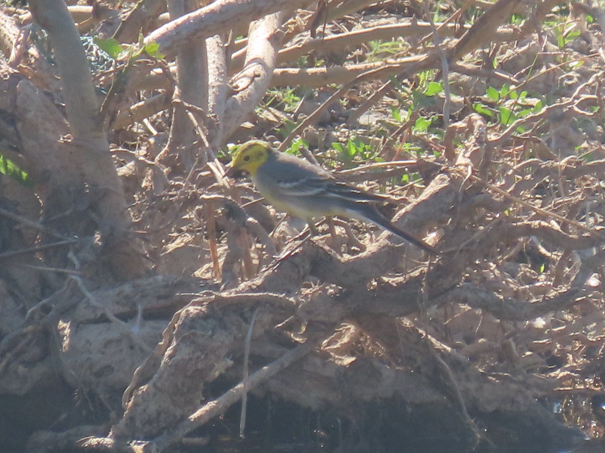 黃頭鶺鴒 - ML647682311