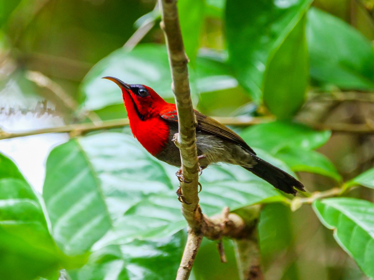 Crimson Sunbird - ML647682341