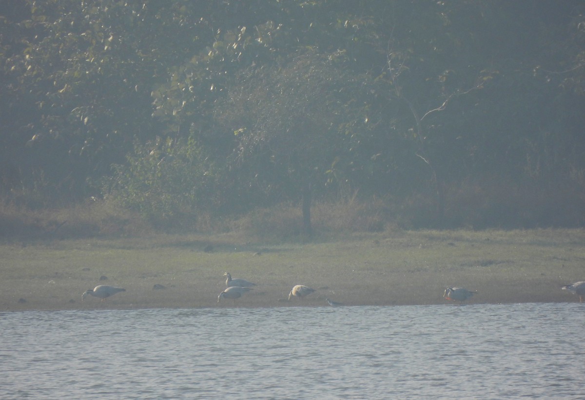 Oie à tête barrée - ML647682348