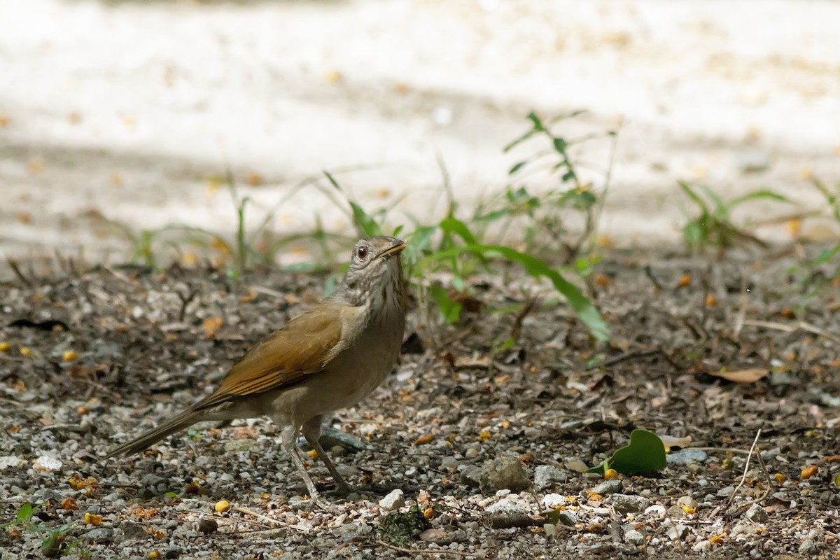 Pale-breasted Thrush - ML647682363