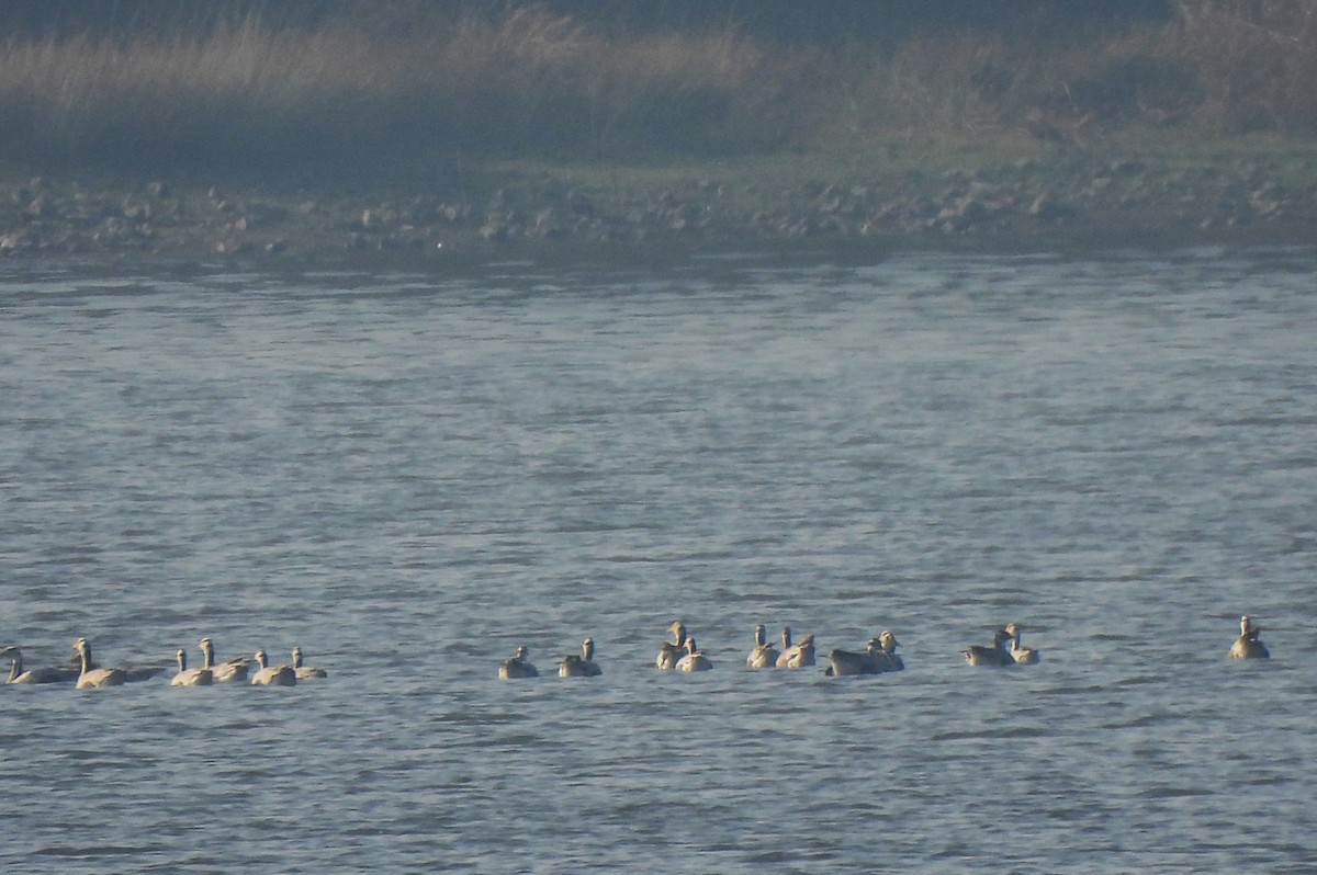 Oie à tête barrée - ML647682369