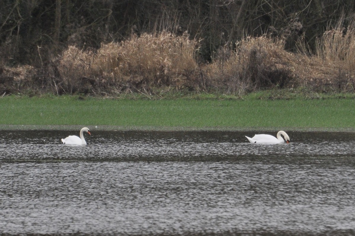 Лебідь-шипун - ML647682373
