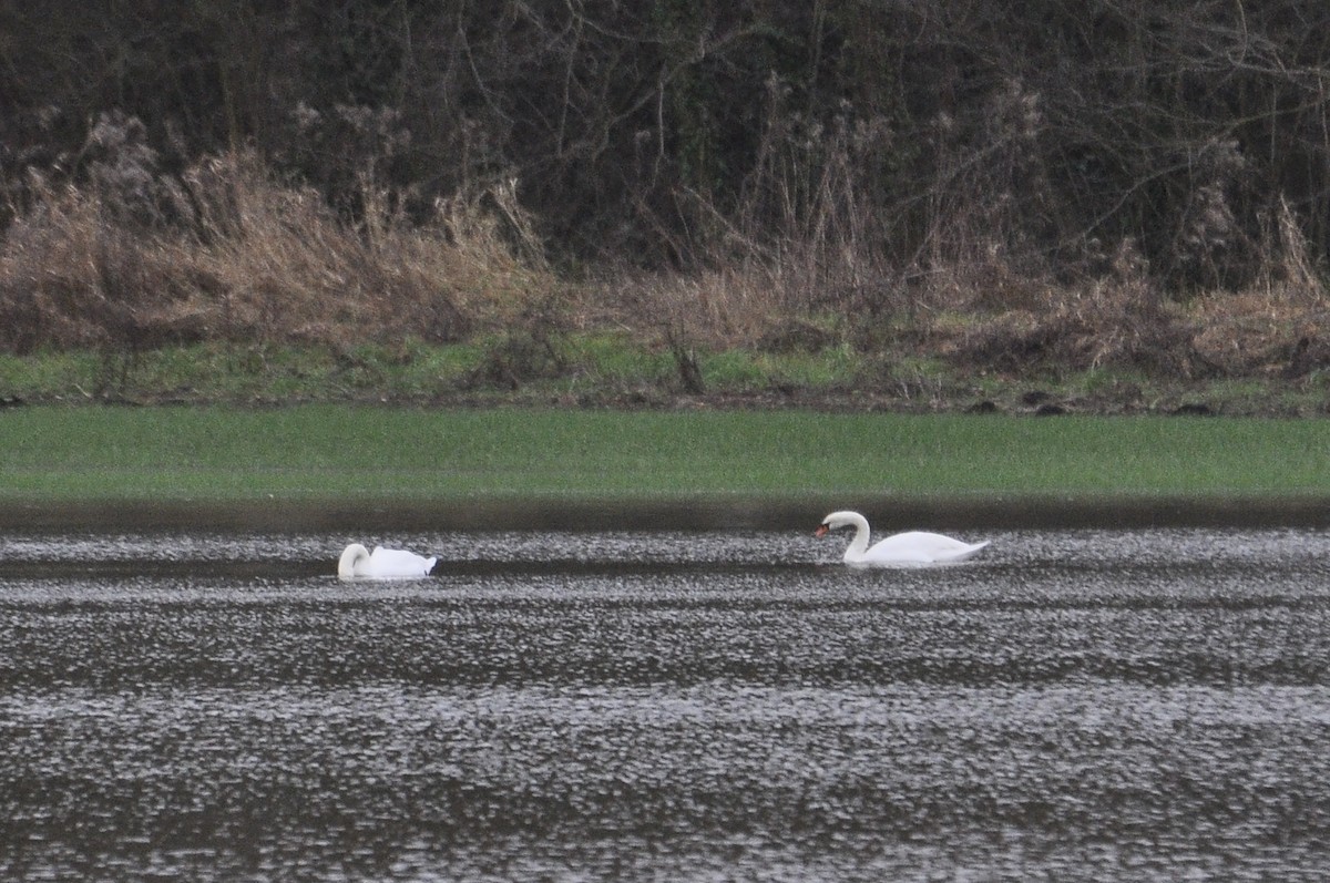 Лебідь-шипун - ML647682374