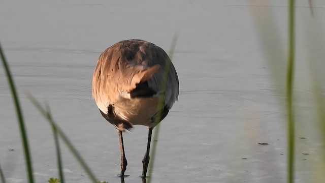 Hegabera ezproiduna - ML647682385