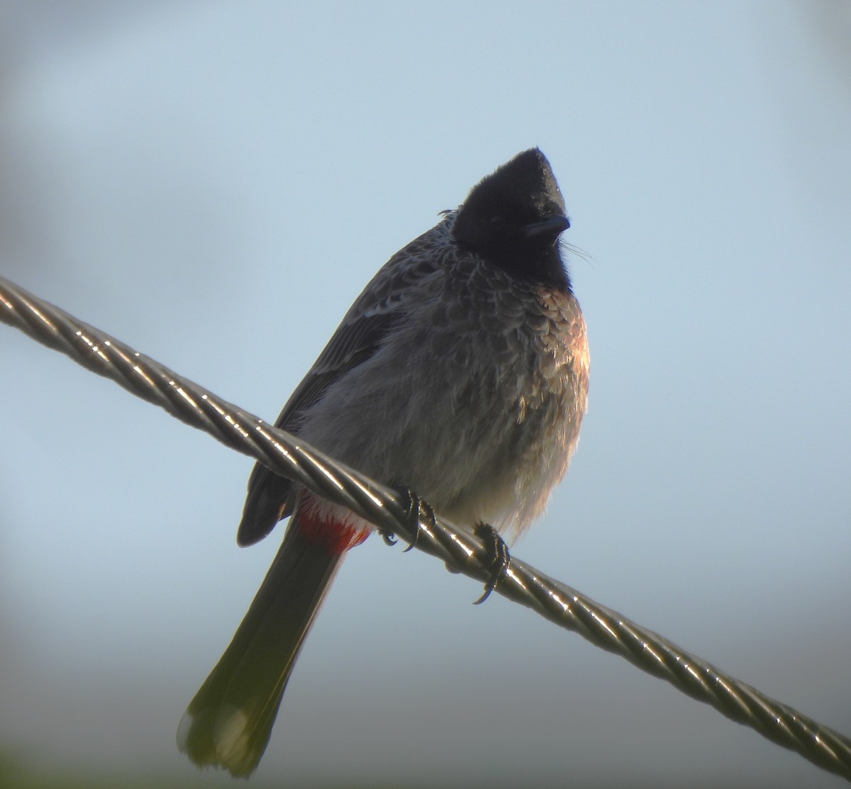 Red-vented Bulbul - ML647682395