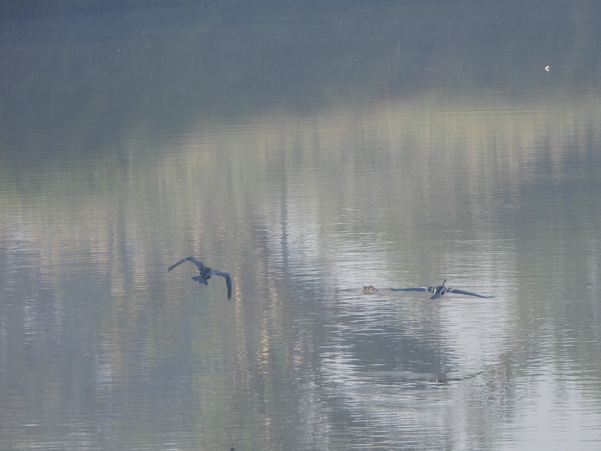 נחשון אסייתי - ML647682412