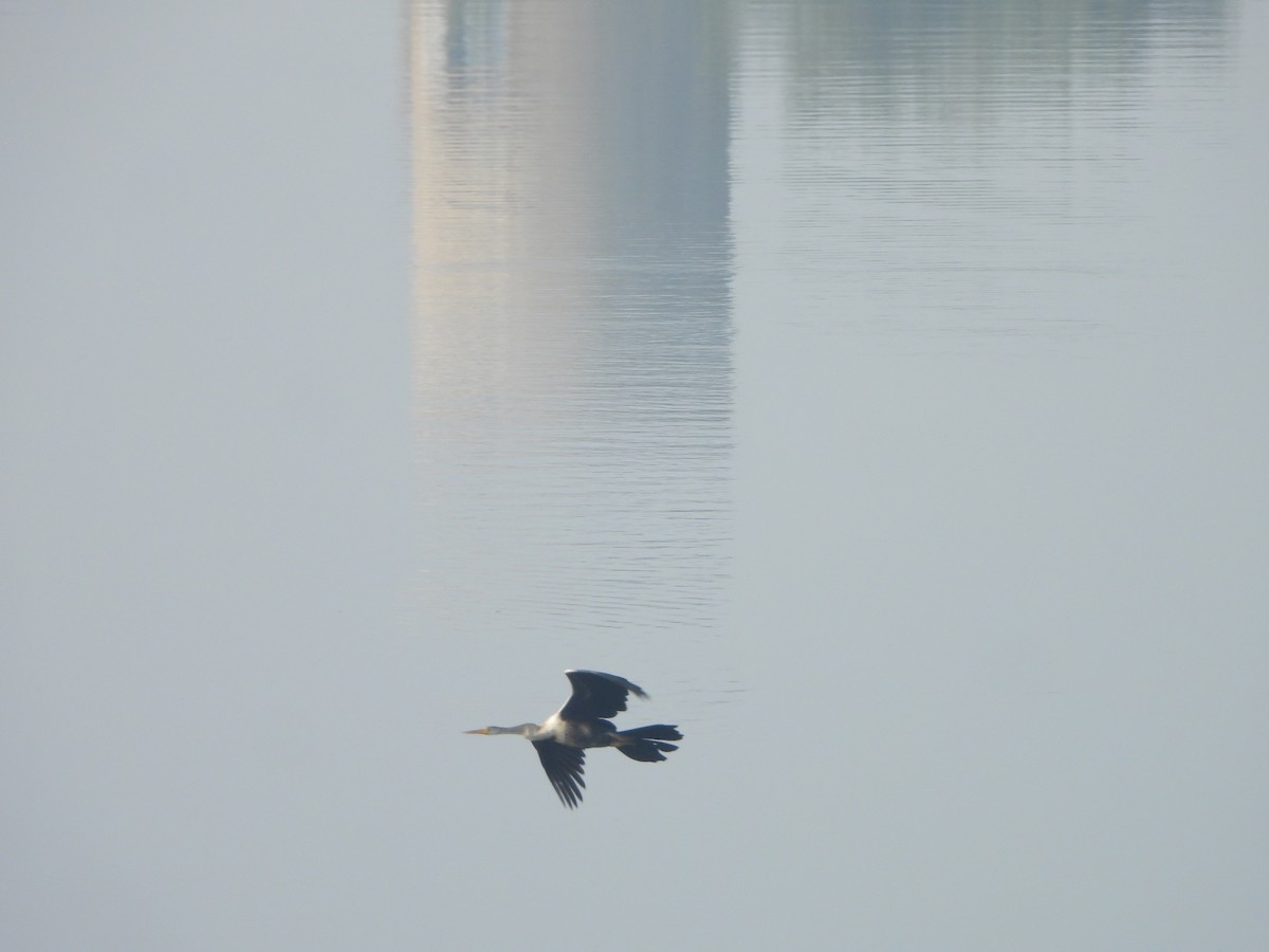 נחשון אסייתי - ML647682413