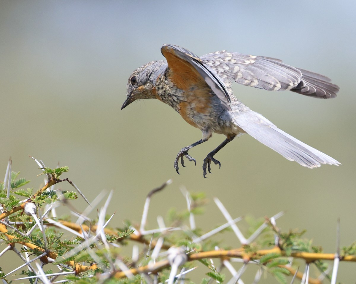 Silverbird - ML647682417