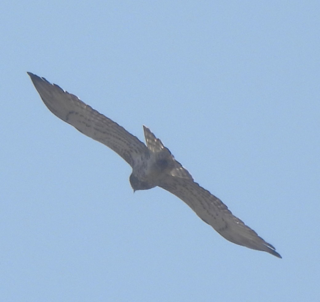 Short-toed Snake-Eagle - ML647682420