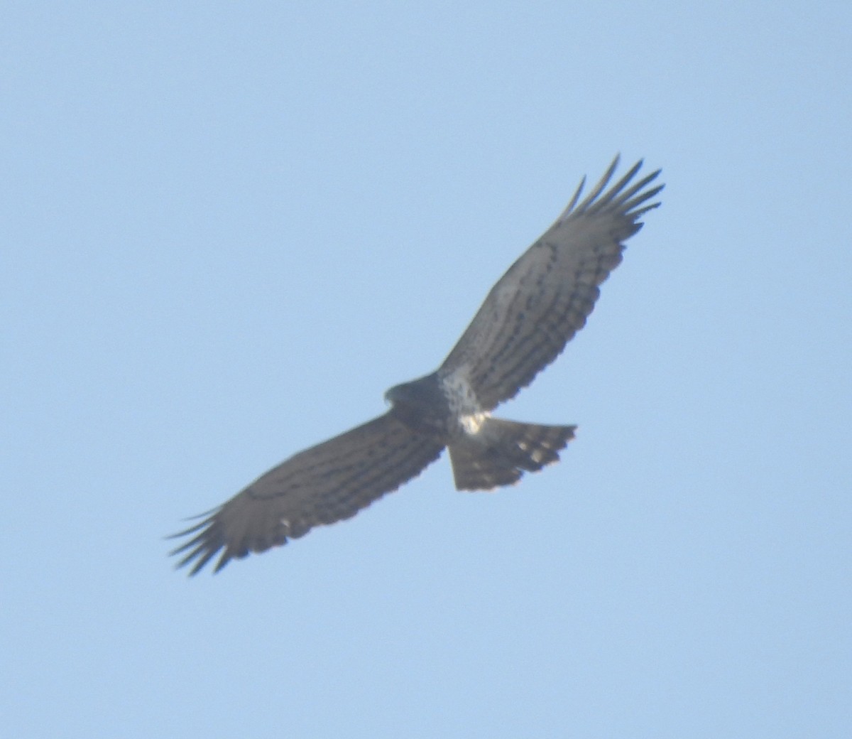 Short-toed Snake-Eagle - ML647682430