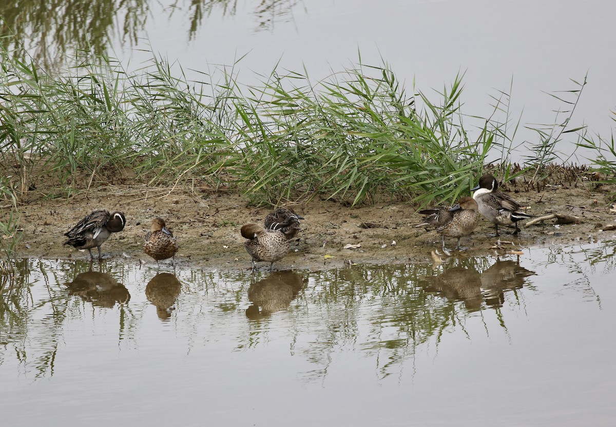 ברווז חד-זנב - ML647682434