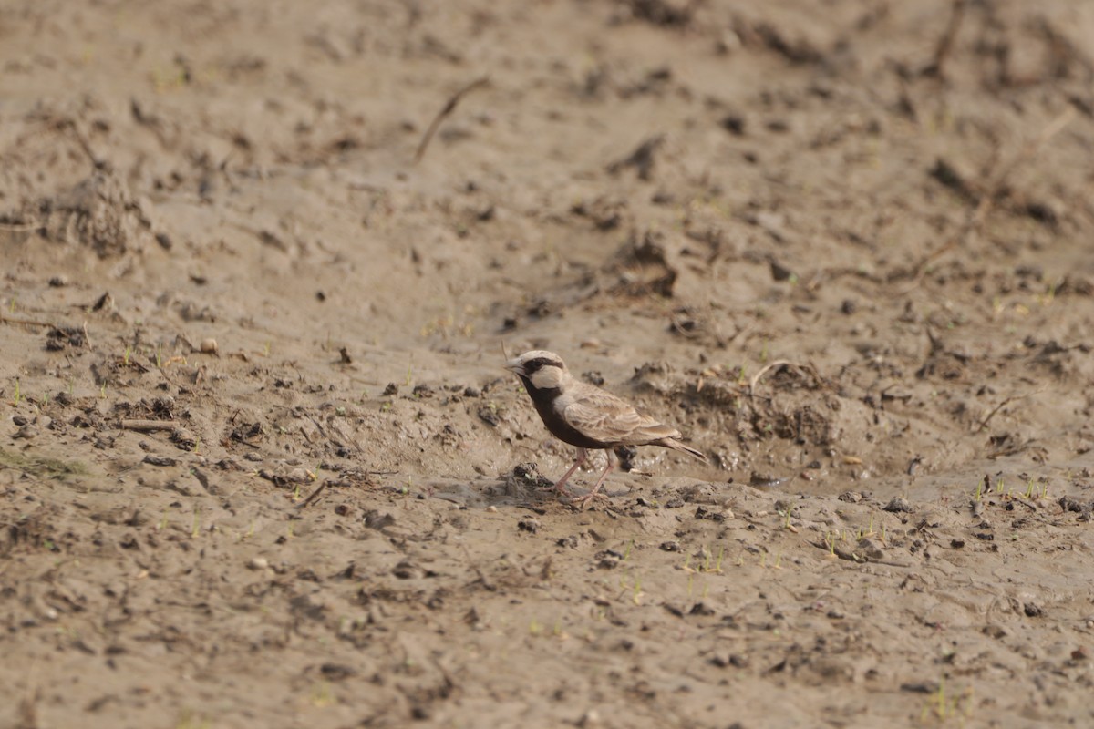 Ashy-crowned Sparrow-Lark - ML647682438
