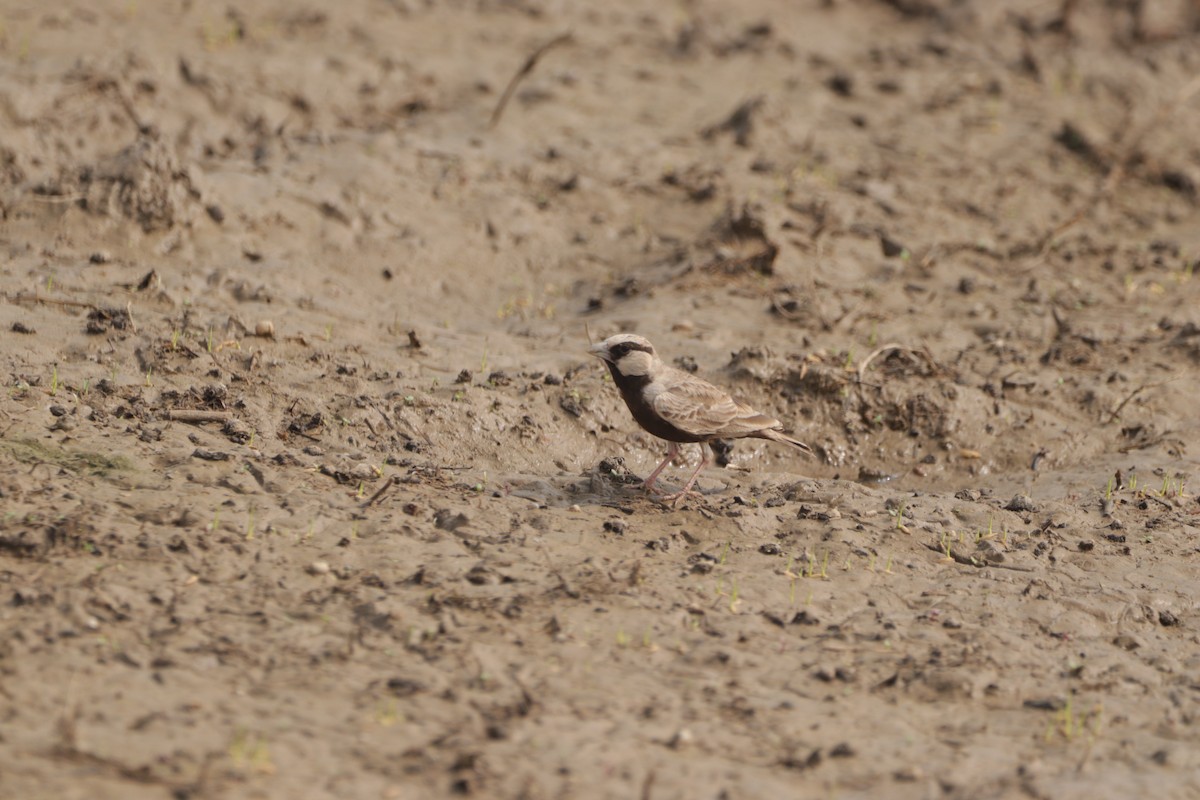 Ashy-crowned Sparrow-Lark - ML647682439