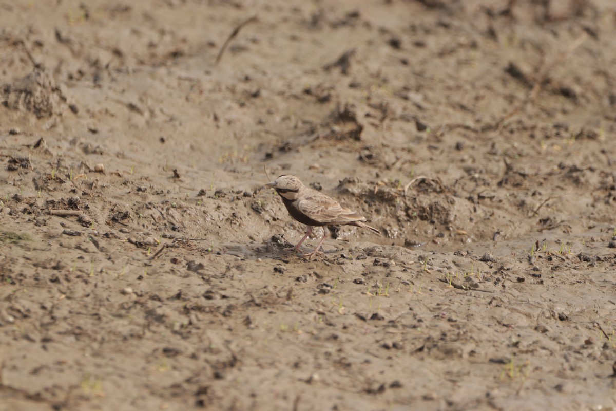Ashy-crowned Sparrow-Lark - ML647682440