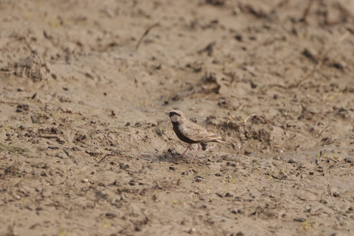 Ashy-crowned Sparrow-Lark - ML647682441