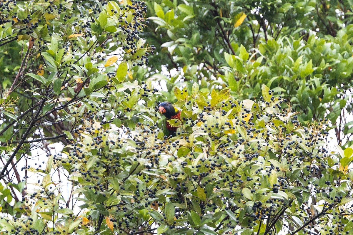 Coconut Lorikeet - ML647682442