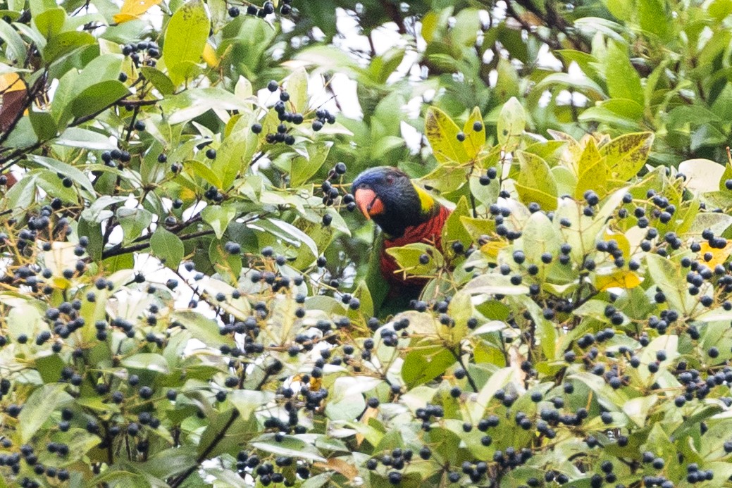 Coconut Lorikeet - ML647682443