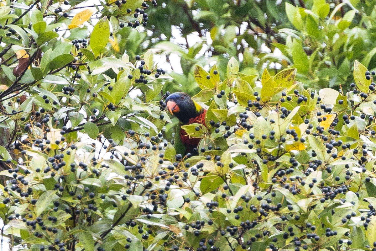 Coconut Lorikeet - ML647682444