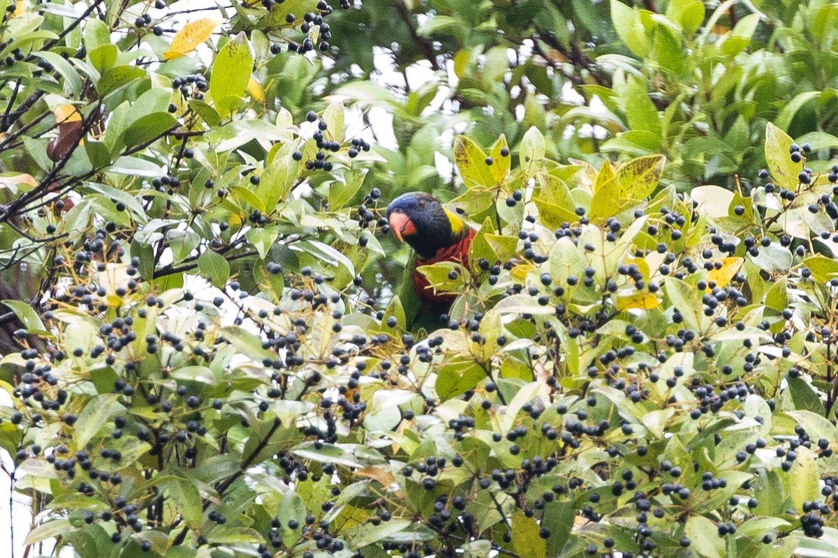 Coconut Lorikeet - ML647682445