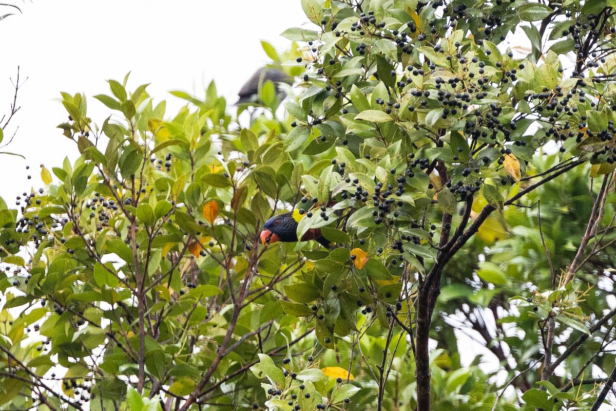 Coconut Lorikeet - ML647682446
