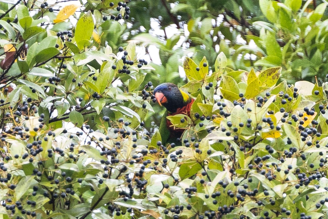 Coconut Lorikeet - ML647682447