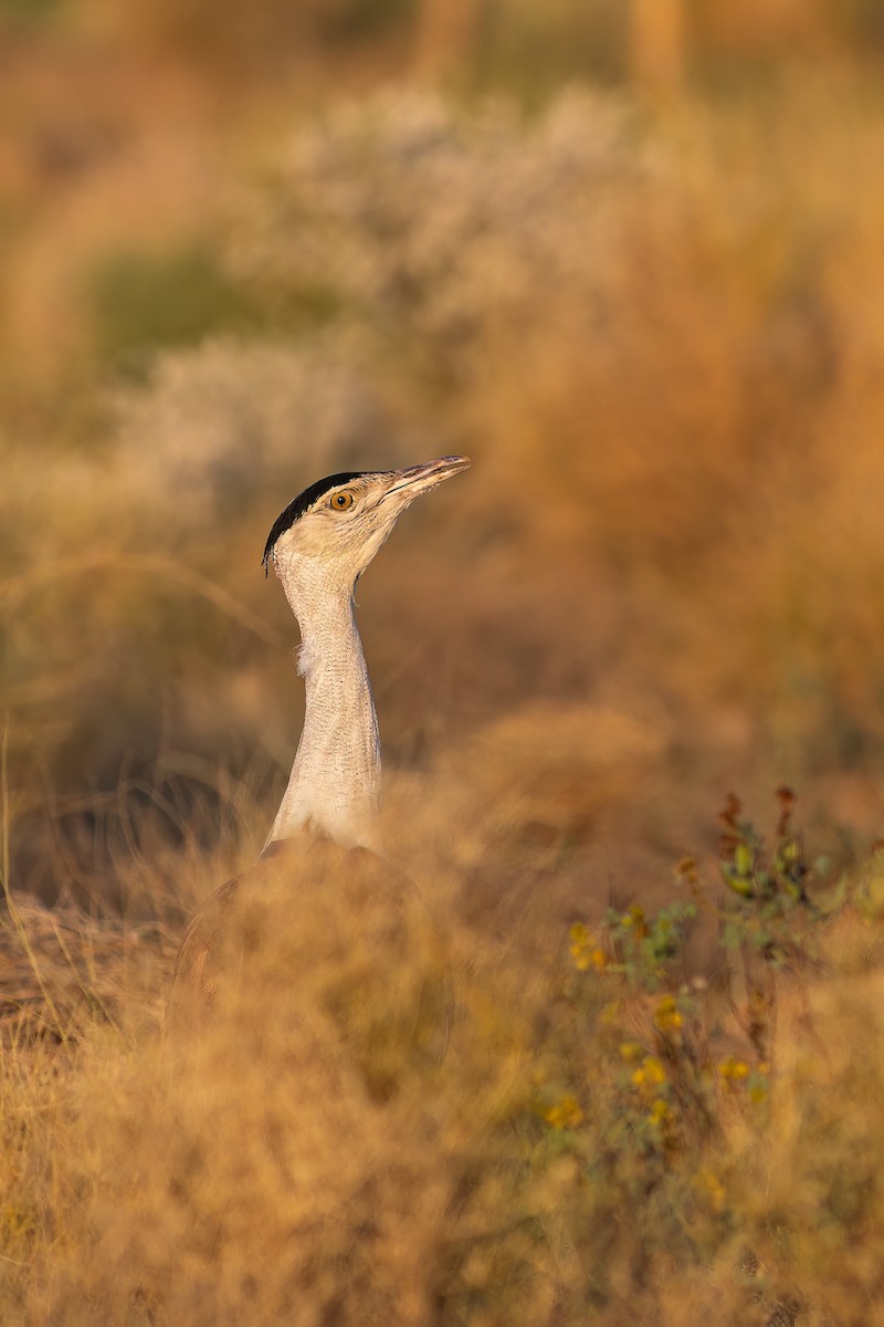 חובה הודית - ML647682451