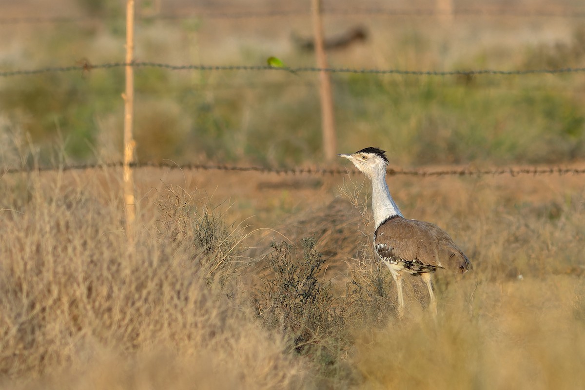 חובה הודית - ML647682452