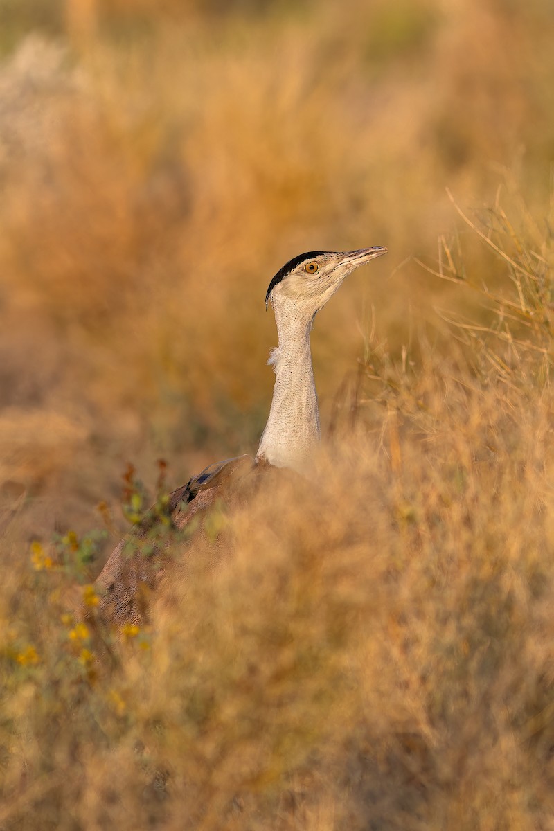 חובה הודית - ML647682453