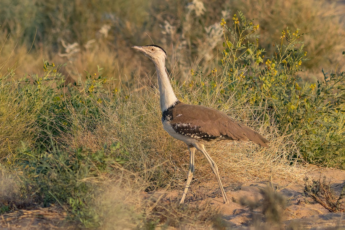 חובה הודית - ML647682454