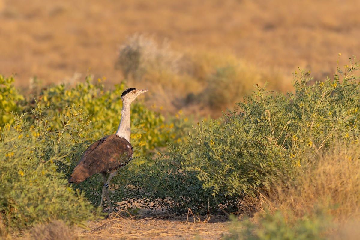 חובה הודית - ML647682455