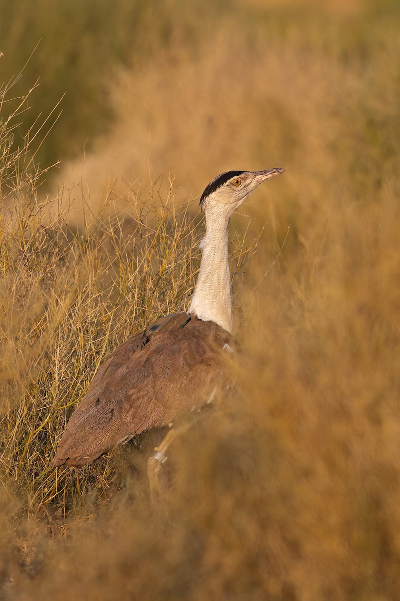 חובה הודית - ML647682456