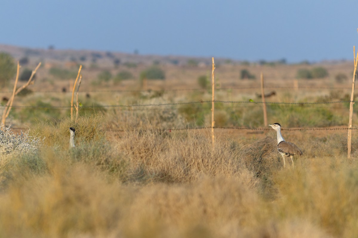 חובה הודית - ML647682457
