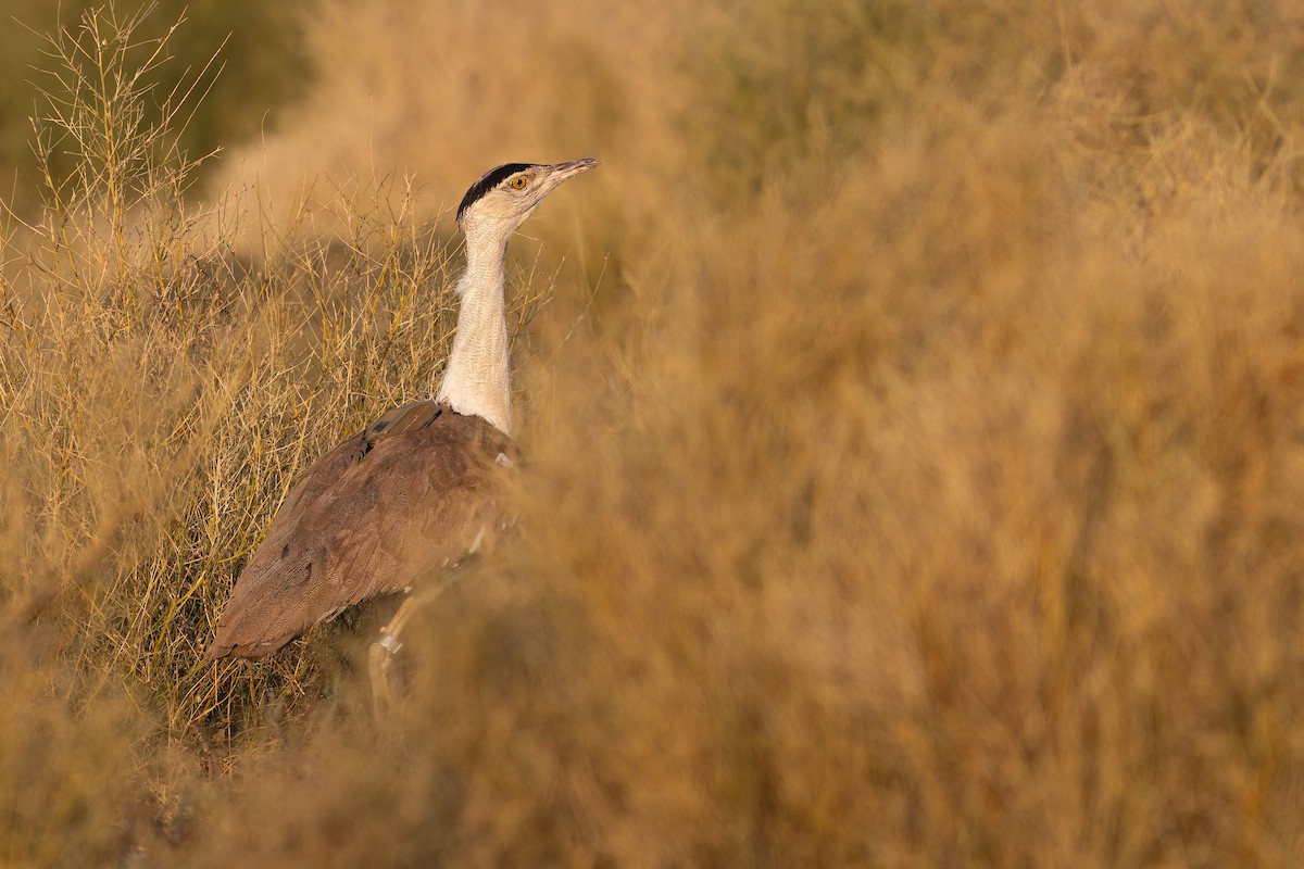 חובה הודית - ML647682459