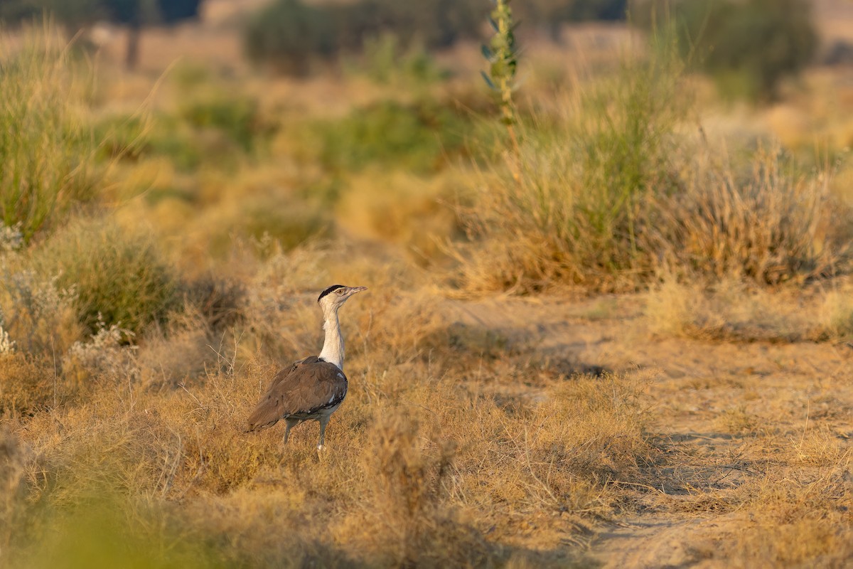 חובה הודית - ML647682460