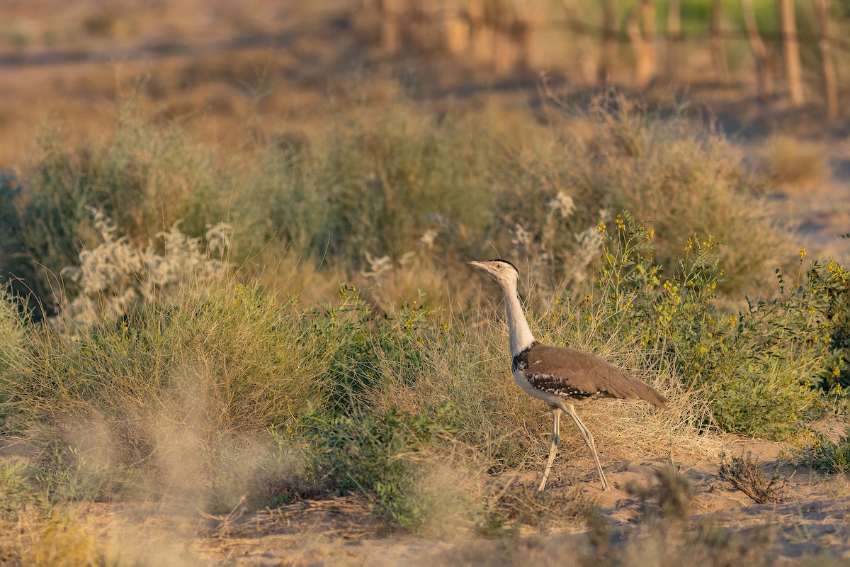 חובה הודית - ML647682461