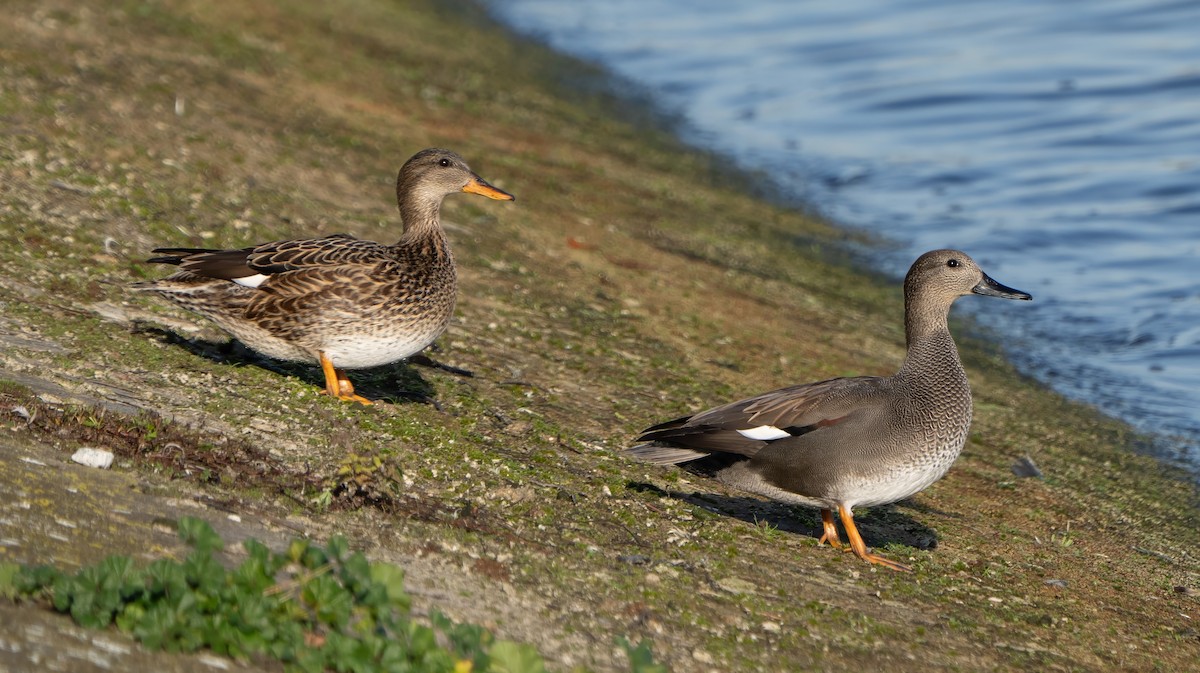 ברווז אפור - ML647682463