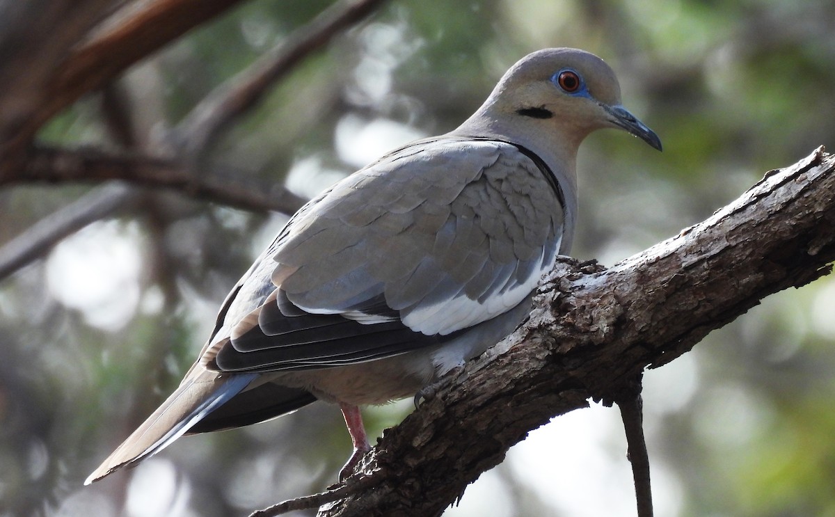 White-winged Dove - ML647682464