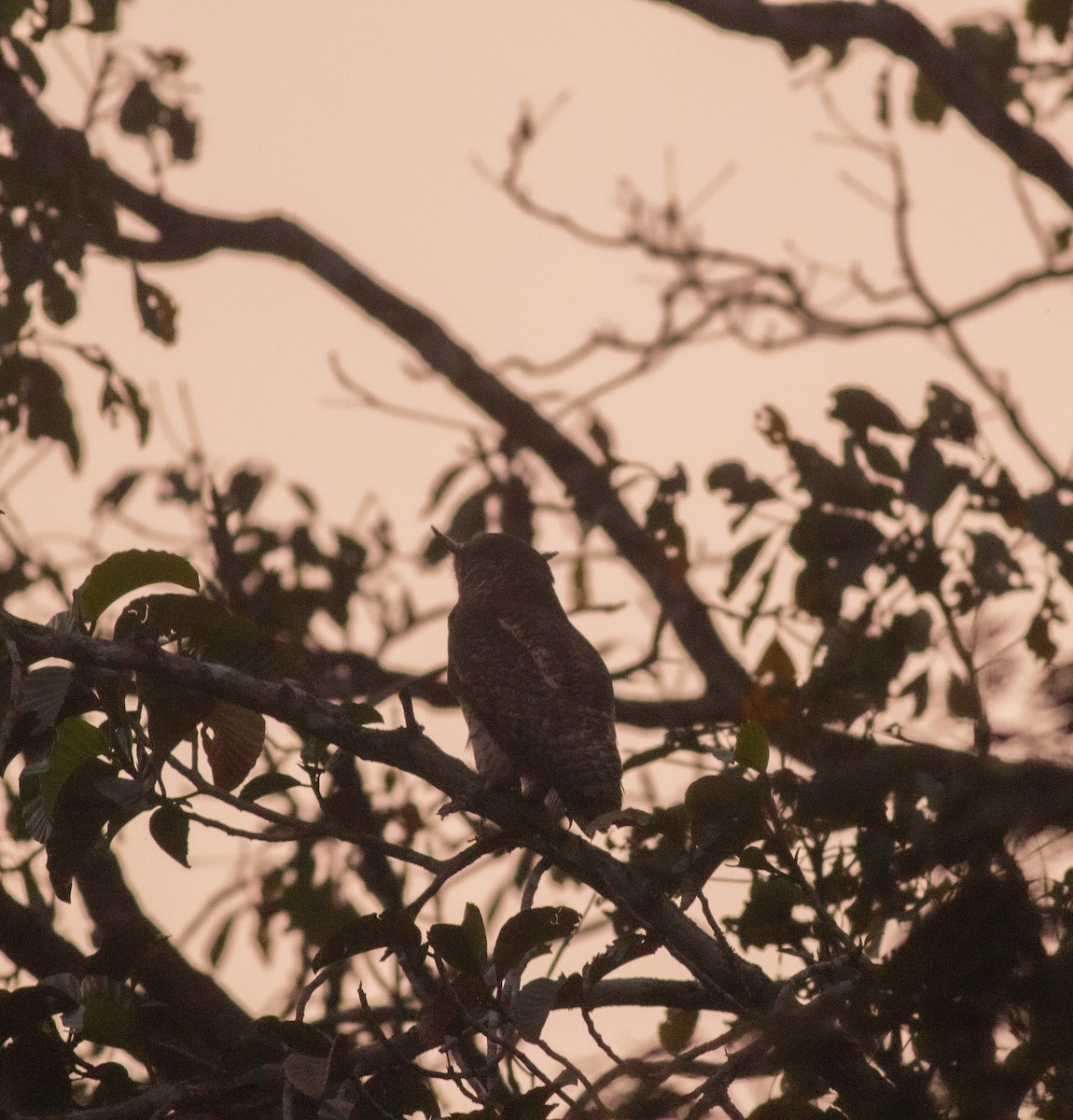 Spot-bellied Eagle-Owl - ML647682465