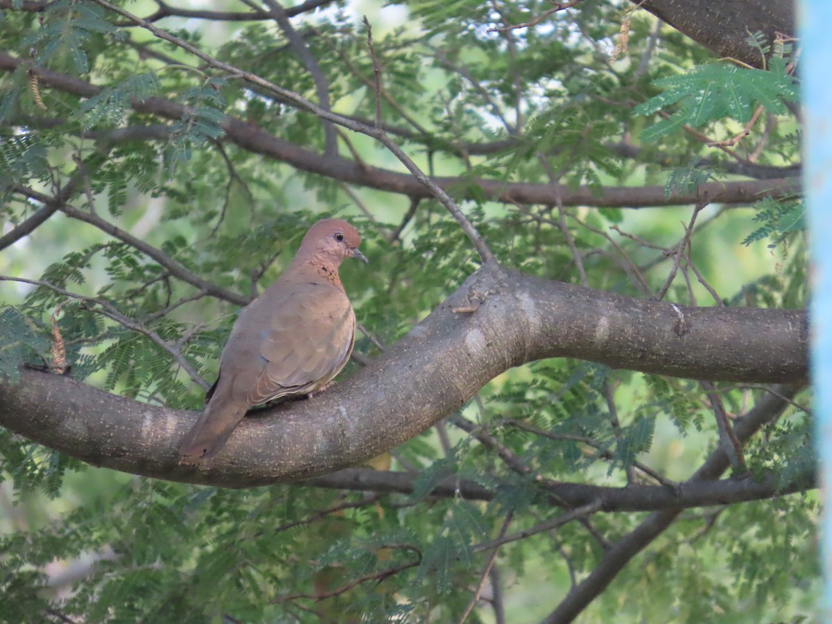 צוצלת - ML647682466