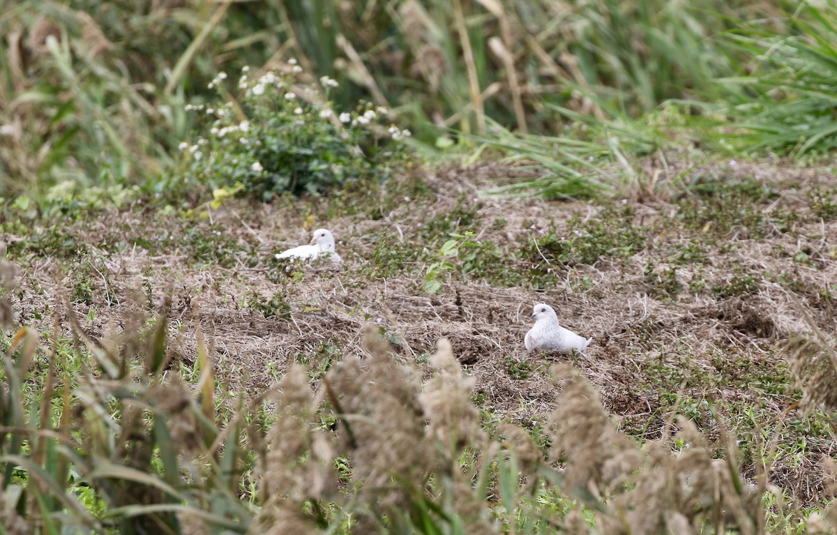 יונת בית - ML647682467