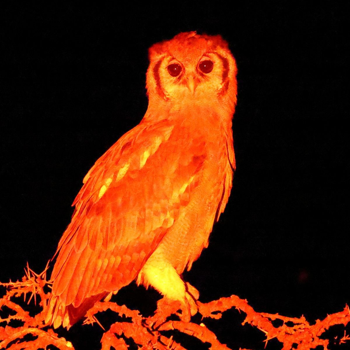 Verreaux's Eagle-Owl - ML647682490