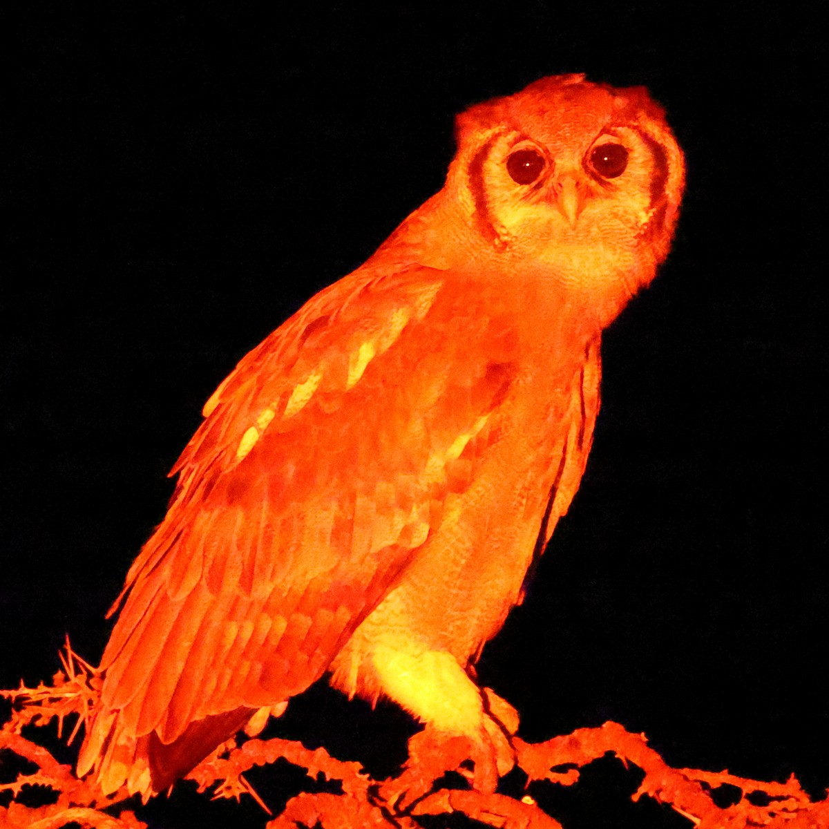 Verreaux's Eagle-Owl - ML647682503