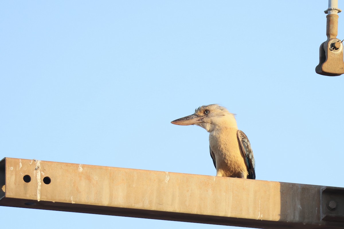 Blue-winged Kookaburra - ML647682510