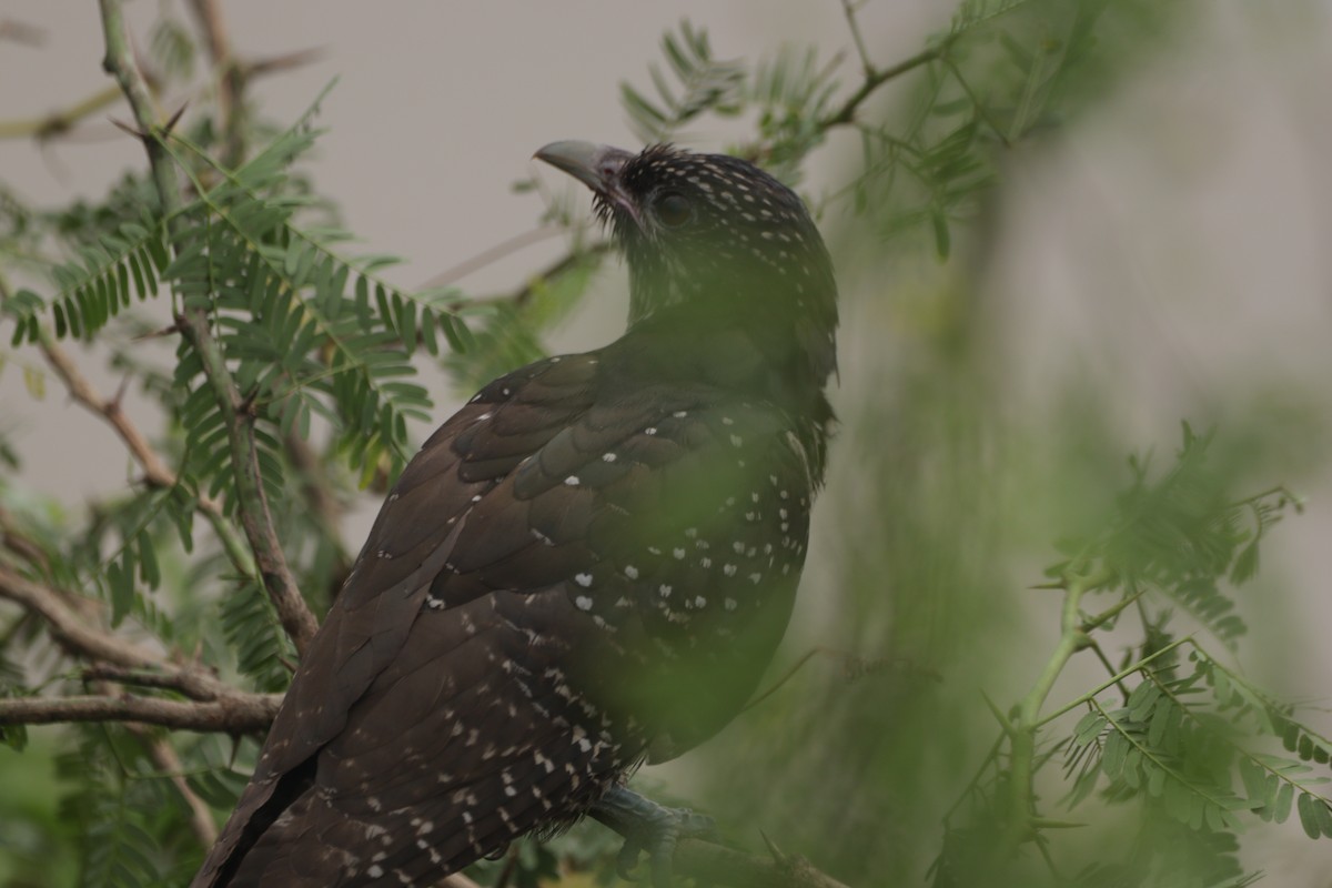 Asian Koel - ML647682521