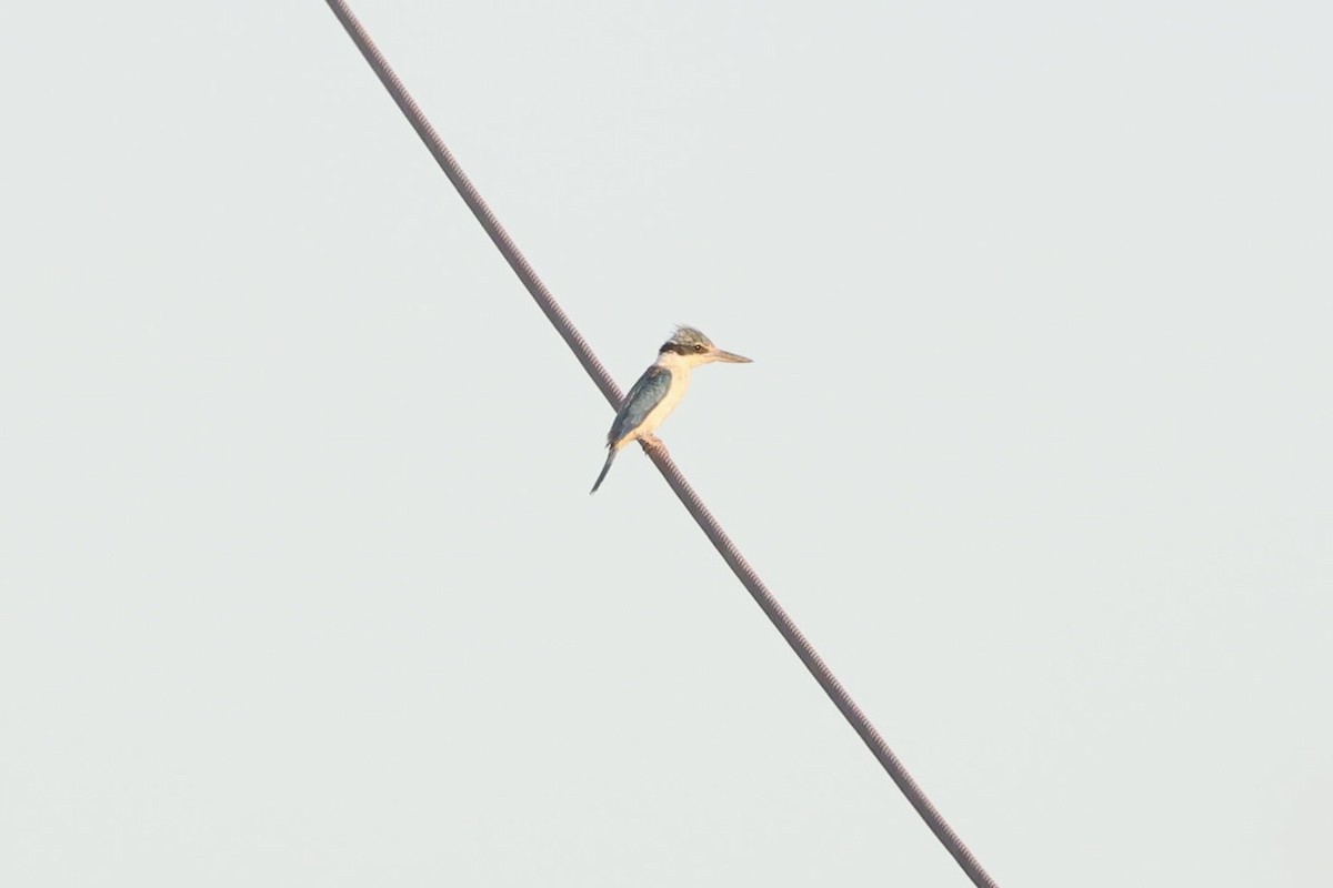 Red-backed Kingfisher - ML647682531