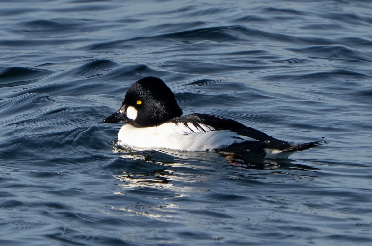 Murgilari urrebegia - ML647682533